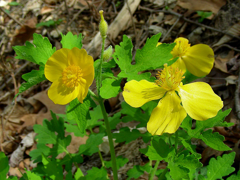خشخاش کالِندین / خشخاش مامیران